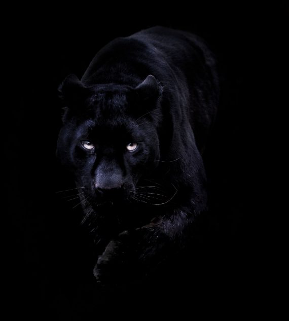 Black Panther 570x633