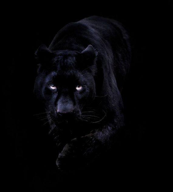 Cool-HD-Black-Panther-Wallpaper