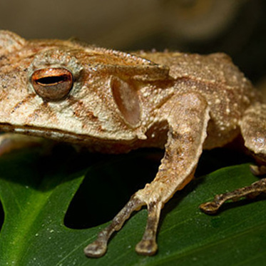 Kiss This Frog and It Becomes a Killer, Not a Prince