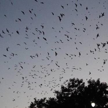 Mysterious Deaths of Purple Martins Depresses Oklahomans