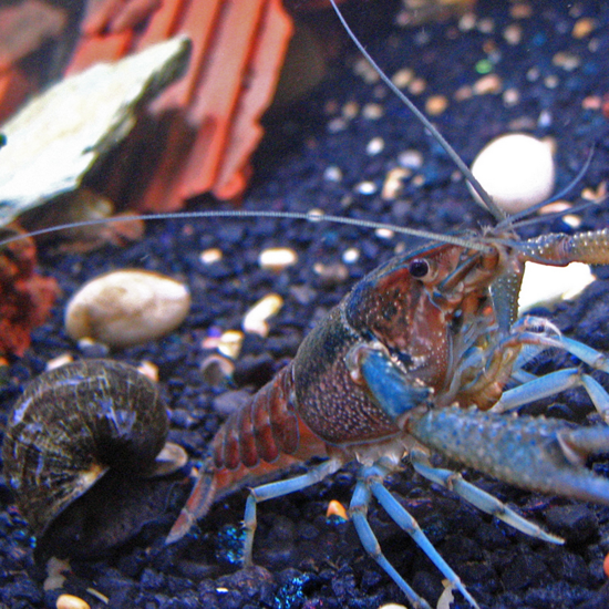 Edward Snowden Inspires Name For New Crayfish Species