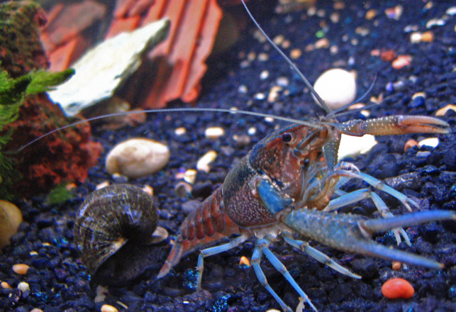 Edward Snowden Inspires Name For New Crayfish Species