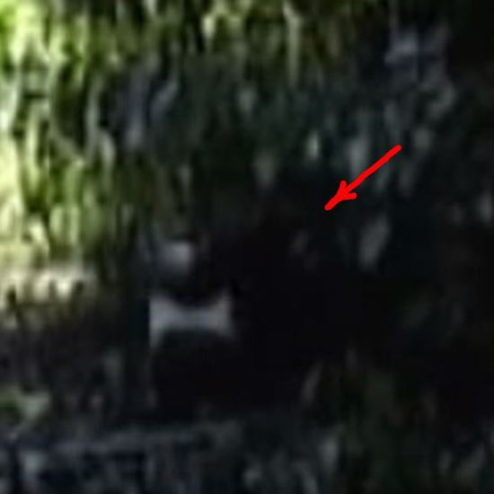 New Bigfoot Video at Old Site and Yeti Hunt Ended by Taliban