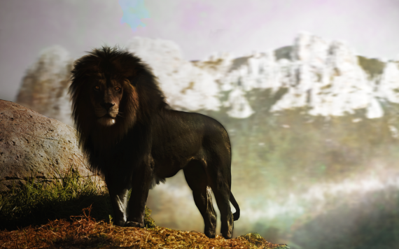 black_lion_by_paulie_svk-d7m6ocr