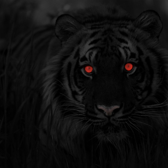 Strange Tales of Blue Tigers, Black Lions, and Other Cryptically Colored Big Cats