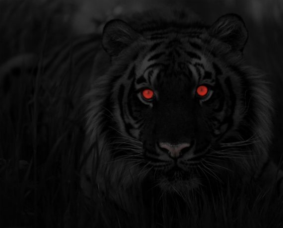 black_tiger_by_gargolmedo-d33jkty