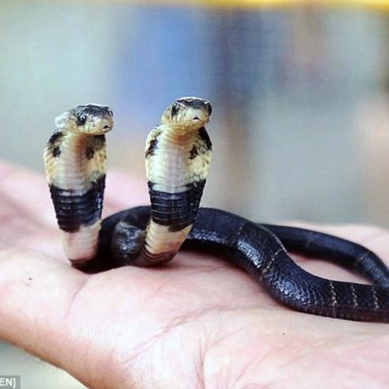 Two-Headed Cobra is a Deadly Double Biter