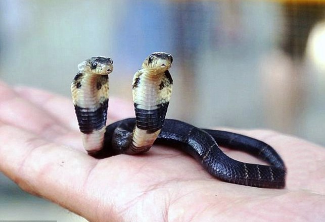 Two-Headed Cobra is a Deadly Double Biter
