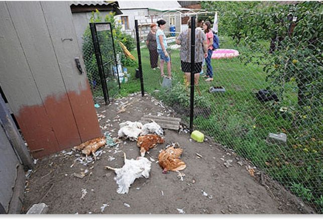Chupacabra Blamed for Mysterious Chicken Deaths in Russia