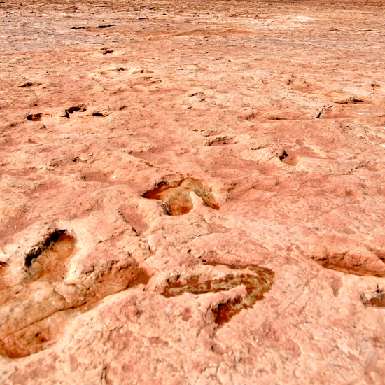 Footprints in the Sand: A Tale of Two Dinosaurs