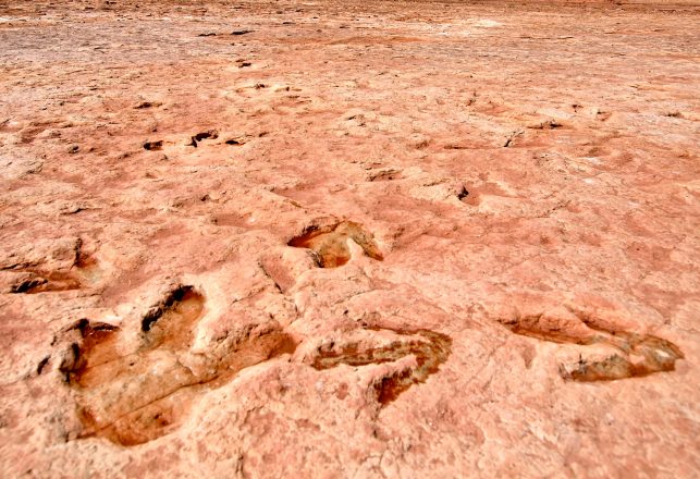 Footprints in the Sand: A Tale of Two Dinosaurs