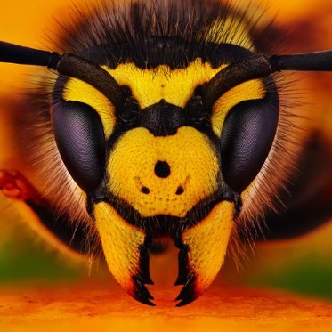 Drunk Angry Bored Giant Wasps Are Storming England