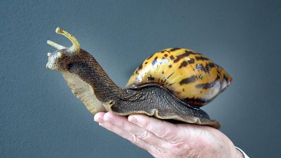giant snail 570x321