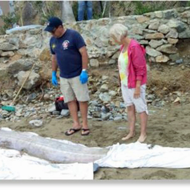 Dead Giant Oarfish May Have Been Killed by Military