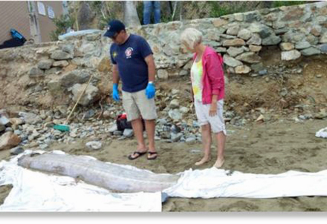 Dead Giant Oarfish May Have Been Killed by Military