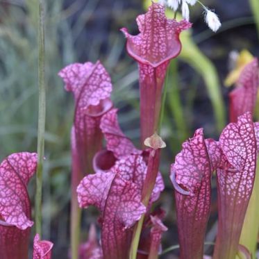 Carnivorous Plant Develops Taste For Giant Killer Hornets