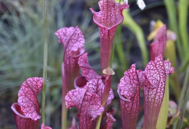 Carnivorous Plant Develops Taste For Giant Killer Hornets