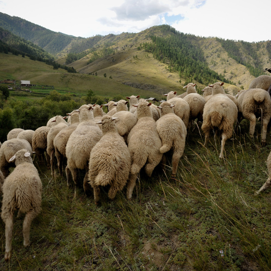No Explanation For Mysterious Sheep Deaths in Kazakhstan