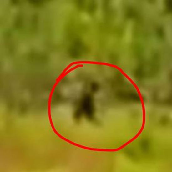 Another Skunk Ape Spotted in Florida