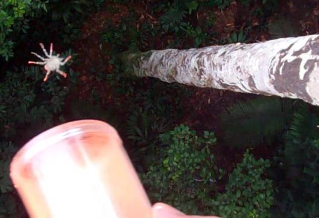 Flying Spiders Pose a New Challenge for Arachnophobes