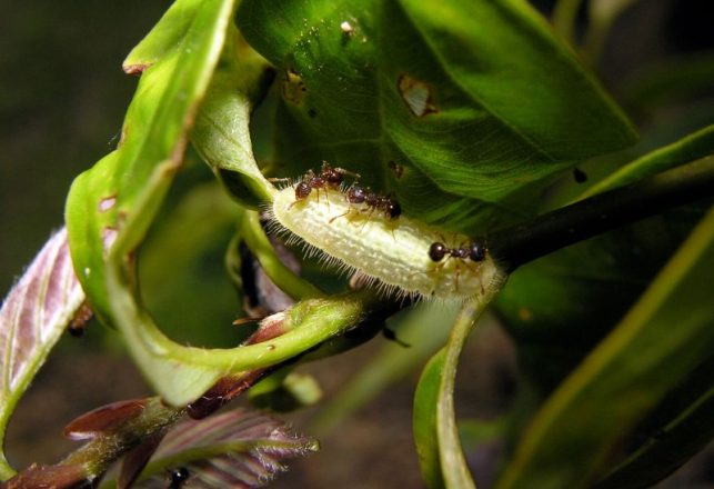 Zombie Ants, Bulletproof Armadillo and Smart Land Snails