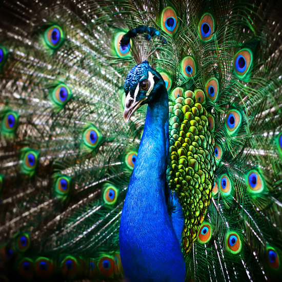Peacocks and the Paranormal Realm