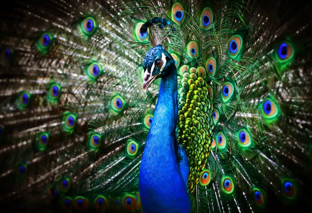 Peacocks and the Paranormal Realm