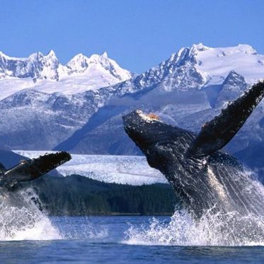 Good News For Pacific Whales, Dolphins and Oarfish