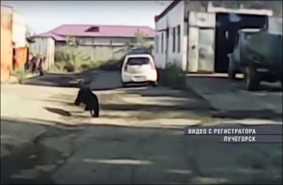 bear on the streets 570x373