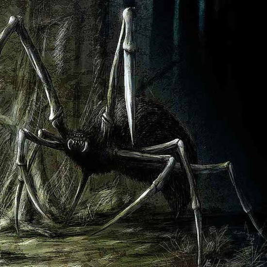 Mysterious Giant Spiders of the Congo