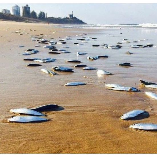Dead Fish Wash Up On Beach, Then Mysteriously Disappear