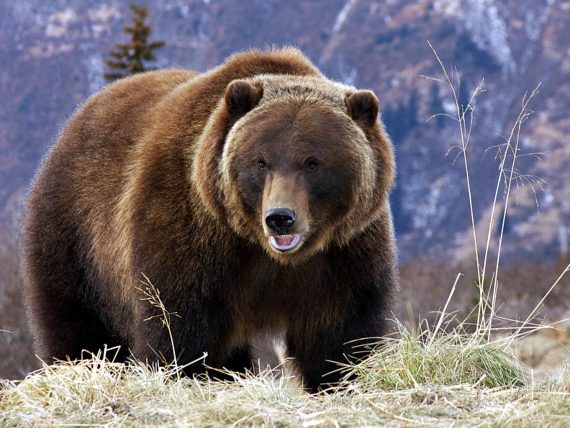 grizzly bear in the canadian rockies 1536061 570x428