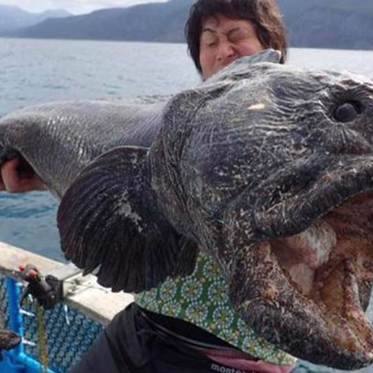 Fukushima Waters Spawn Monstrous Fish