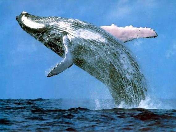 humpback whale 570x428
