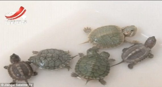 many turtles 570x306