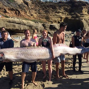 Dead Oarfish May Have Been Warning California of Tsunami