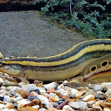 Dead Eels From Southeast Asia Wash Up on a Great Lakes Beach