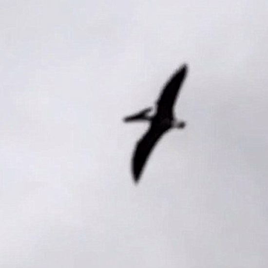 Possible Pterosaur Recorded Flying Over Idaho