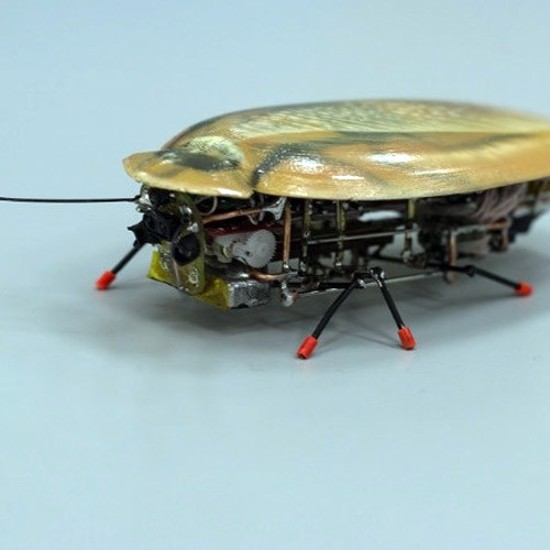Robotic Cockroaches Are Coming to a Kitchen Floor Near You