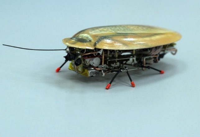 Robotic Cockroaches Are Coming to a Kitchen Floor Near You