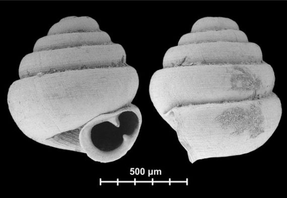snail shells 570x395