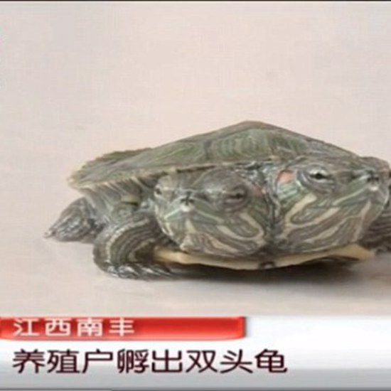 Two-Headed Turtle Unveils Bigger Mystery
