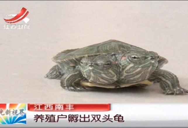 Two-Headed Turtle Unveils Bigger Mystery