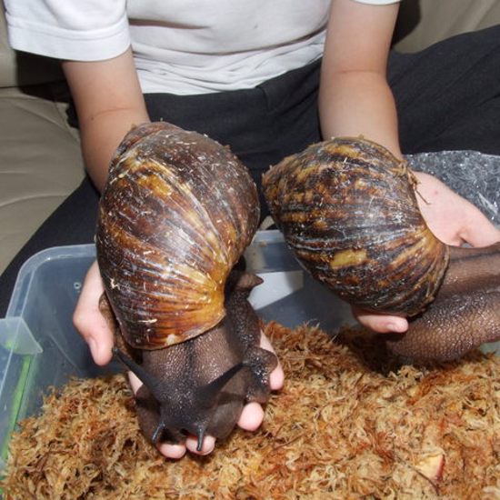 Florida’s Giant Land Snails May Be Part of an Odd Ritual