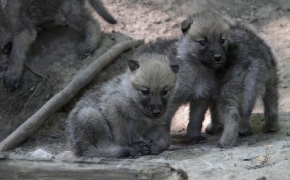 wolf cubs 570x353