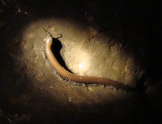 DSC08776 Centipede in Grapevine Gulch Cave 570x435