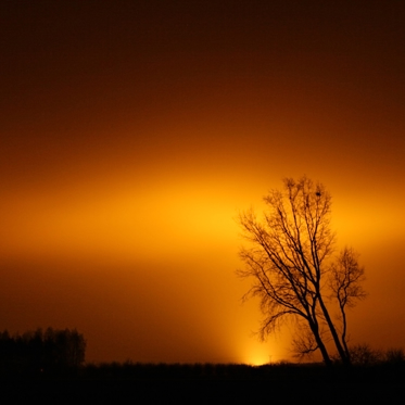 UFOs: Creatures in the Sky?