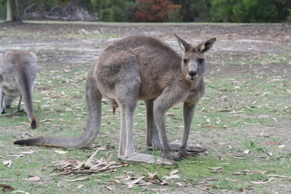 Eastern Grey Kangaroo on Golf Course 570x380