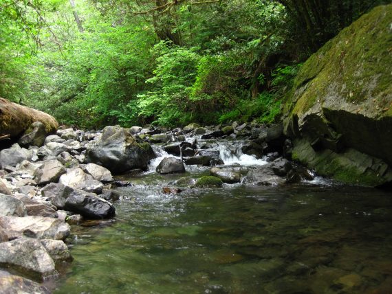 Myrtle Creek trail 570x428