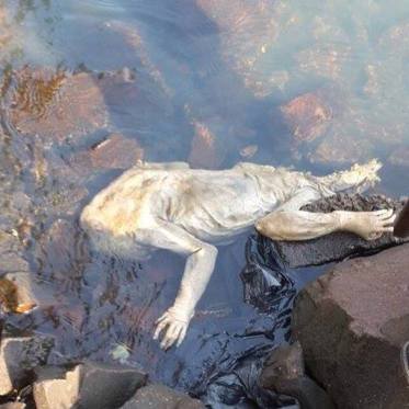 Strange Creature Found in Paraguay